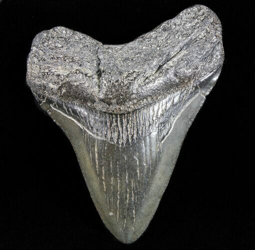 Juvenile Megalodon Tooth - South Carolina #74210